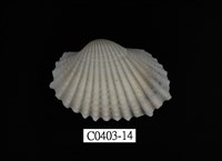 藏品(血蚶)的圖片